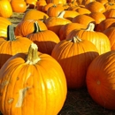 Stuart's Fruit Farm - Fruit & Vegetable Growers & Shippers