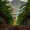 Theorem Vineyards gallery