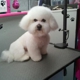 Golden Paws Pet Grooming