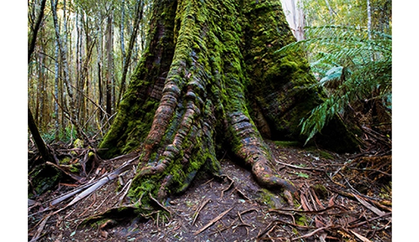Russell Falls Holiday Cottages - National Park, TAS