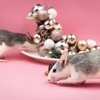 ATEC Pest Control gallery