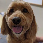 Belly Rubs Biscuit Bar & Spa