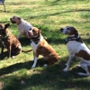 Happy Hound Dog Walking & Pet Care gallery