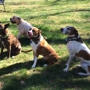 Happy Hound Dog Walking & Pet Care