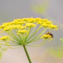 Bateman Termite & Pest Control - Pest Control Equipment & Supplies