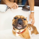 A Cut Above Pet Stylists - Pet Grooming