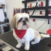 Posh Puppies Grooming gallery