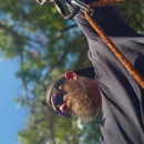 ArborCare Tree and Handyman Service Llc