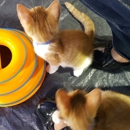 Orlando Cat Cafe - Petting Zoos
