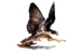 Falcon Asbestos Removal - Asbestos Removal