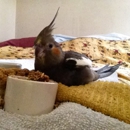 Bay Area Bird Hospital - Veterinarians
