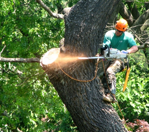 Loyal Tree Service