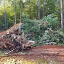 D&S Tree Service and Demolition - Tree Service