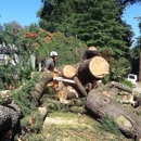 Schneider Tree Care - Charlotte - Tree Service