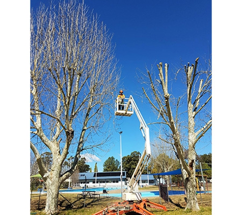 Tree Solutions - Rainbow Flat, NSW