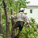 Ismael's Tree Service - Tree Service