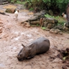 Brevard Zoo gallery