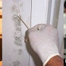 MoldExpert.com - Mold Testing & Consulting