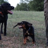 Prince K9 Training gallery