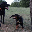 Prince K9 Training - Pet Training