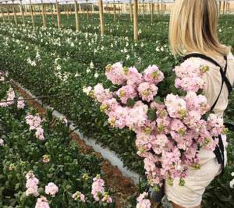 Avonlea Flowers - Murchison North, VIC
