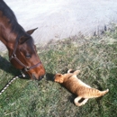 Hawthorn Hill Farm - Horse Boarding