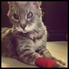 Canyon Pet Hospital gallery