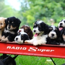 Happy Puppy Paws LLC - Pet Breeders