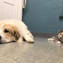 Fayette Veterinary Clinic - Veterinarians