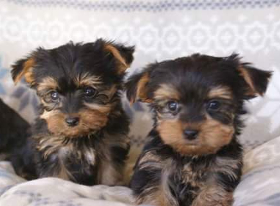 Yorkies Call 870x636x5101 and finger monkeys (marmoset tamarin) maltese tcups miniature horses hedgehogs sugargliders pugs poms golden retrievers from $300 - Columbus, OH. Yorkie fe/males $400 870-636-5101