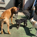 Pet Care Services - Pet Services