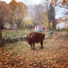 Indian Head Farm gallery