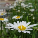 Lynde Greenhouse & Nursery and Landscape Design - Garden Centers