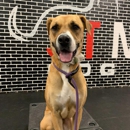 Sit Means Sit Dog Training Orlando - Dog Training