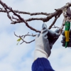 Sandoval's Tree Care gallery