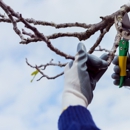Sandoval's Tree Care - Tree Service