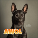 Team ZOOM Canine Entertainment - Pet Training