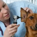 Daniel Vermillion DVM - Columbus Animal Hospital - Pet Boarding & Kennels