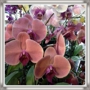 Natural Orchids Design