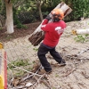 Vista Del Rey Tree Services gallery