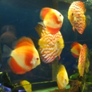 Balanced Aquarium
