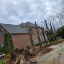 Pacheco's Tree Service - Arborists
