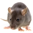 Critter Control - Pest Control Services