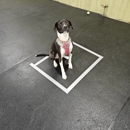Paws In Play Canton - Dog Day Care