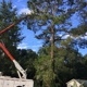 Ray's Tree Service