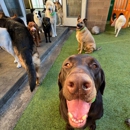 Pet Play House - Dog Day Care