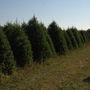 Sullivan Farms Christmas Trees