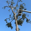 Higuera Tree Care - Pacific Beach gallery