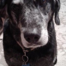 Highland Lakes Veterinary Clinic - Veterinarian Emergency Services