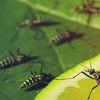 A & A Termite Pest Control gallery